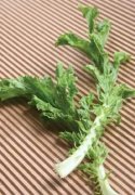 春节上火口腔溃疡?新鲜蔬菜不可少
