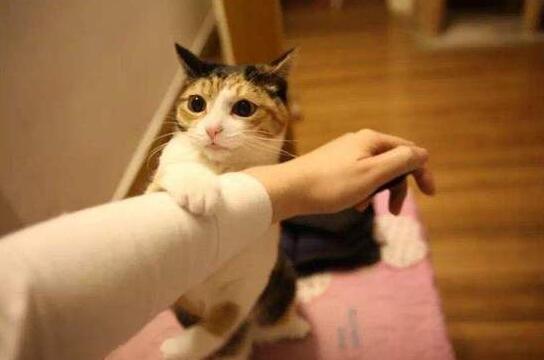 沉迷“吸猫”,别忘了背后的健康隐患