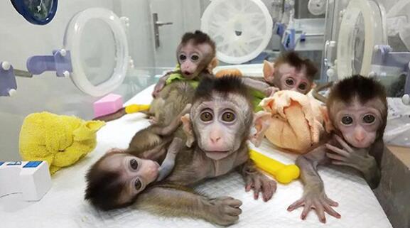 中国诞生首批体细胞克隆疾病模型猴，将用于抑郁症等疾病治疗