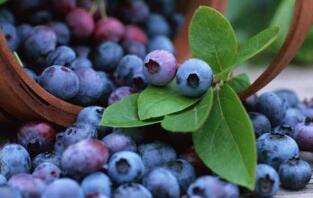吃蓝莓蔓越莓可降蛀牙风险