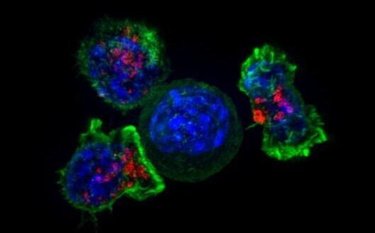 Nat Commun：科学家发现了一种有望加速开发癌症免疫疗法的新思路